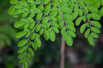 Drumstick tree, Herbal Green Moringa leaves tree background
