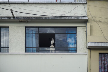 Fototapeta na wymiar Dog looking out of the window of an apartment building in the city