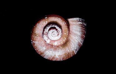 oceanic shell entirely on a black background