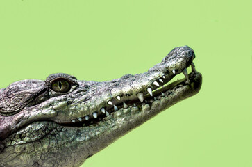 crocodile head isolated close up on a green background