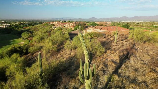 Drone footage flyover the saguaro Cactus in Tucson, Arizona
