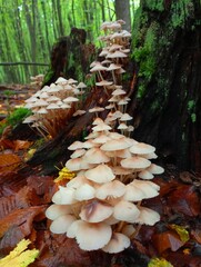 From the foot of the stump, white poisonous tree mushrooms parasites on thin legs rise up in a...
