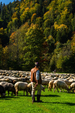 Traditional sheep pasture in Pieniny mountains in Poland. Last days of sheep grazing in autumn