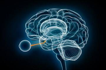 Optic or cranial nerve x-ray view 3D rendering illustration. Human brain and nervous system anatomy, medical, healthcare, biology, science, neuroscience, neurology, ophtalmology concepts.