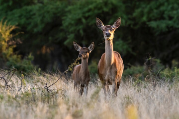 Red deer female an baby in La Pampa, Argentina, Parque Luro, Nature Reserve