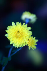 Colorful autumn flowers on nature background
