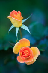 Colorful autumn flowers on nature background