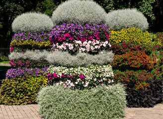 Obraz premium Pyramidal flower beds decorated with multi-colored petunias and other flowers on the streets of the city.