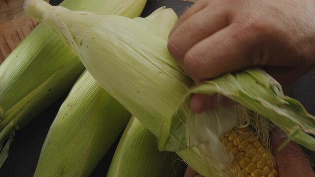 Ripe fresh corn cobs with corn leaves. Farmer peeling an cob of corn. Nice vegetable cooking background for your projects. Macro video shooting.