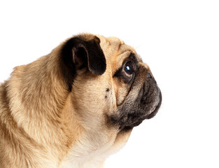 Portrait in profile of a purebred cute pug dog on a white background.