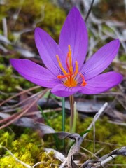 purple crocus flower