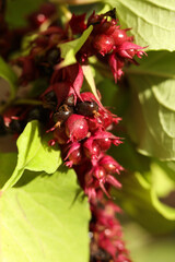 Leycesteria formosa, the pheasant berry, himalyan honeysuckle blossom and seeds