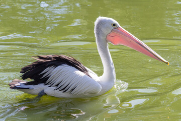 Australian Pelican swimming on the water.