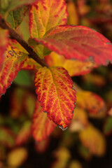 a close up of Spiraea bumalda Goldflame in the autumn garden 