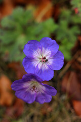 Geranium sylvaticum, a genus of flowering plants in the geranium family.