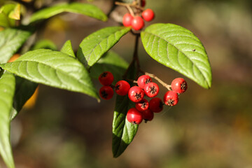 selective focus Cotoneaster frigidus, the tree cotoneaster, autumn berries in the garden