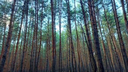 Wild pine forest landscape. Concept of forestry, care for environment, ecology, conservation