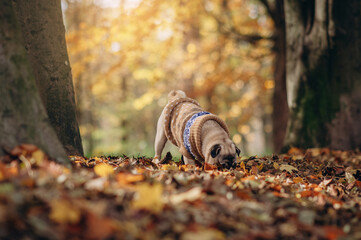 The dog is walking in the park. A beautiful pug in a warm sweater sniffs fallen leaves.