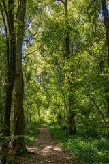 Obraz premium Vast wooded area with an abundance of lush green trees