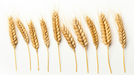 Wheat on a white background