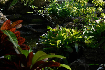 plants in the garden