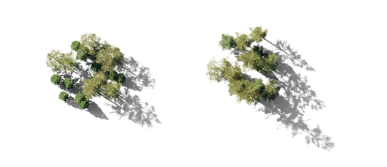 Forest top view group of trees Pinus sylvestris Scotch pine big tall spruce picea abies and pungens isolated png in sunny daylight on a transparent background with realistic shadow premium cutout