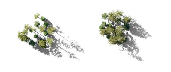 Forest top view group of trees Pinus sylvestris Scotch pine big tall spruce picea abies and pungens isolated png in sunny daylight on a transparent background with realistic shadow perfectly cutout