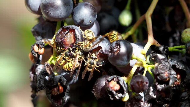 Wasps, ants and flies feeding on sweet ripe grapes