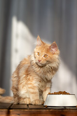 rote Katze am Futternapf mit Futter in der Wohnung, trockenfutter