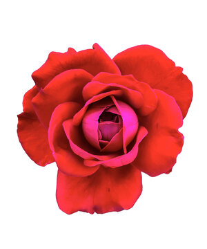 Red roses in flower pots, the concept Love, Valentine's heart,PNG File.