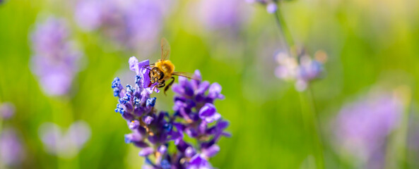 Spring lavender flowers under sunlight. Bees pollinate flowers and collect pollen. Lavender honey. Beautiful landscape of nature with a panoramic view. Hi spring. long banner