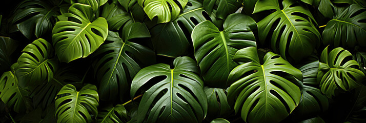 A Lush Canopy of Vibrant Green Leaves for background or wallpaper