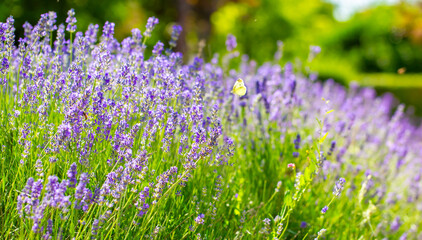 Naklejka premium Butterflies on spring lavender flowers under sunlight. Beautiful landscape of nature with a panoramic view. Hi spring. long banner