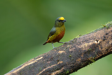 Red headed Barbet (Eubucco bourcierii), exotic bird from central Costa Rica. Mountain bird in green rain forest. Wildlife scene from nature
