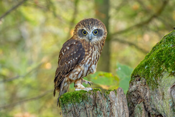 Falco sparrow (Falco sparverius) is the only representative of the American continent. In North America, the most common Falco representative is. AMERICAN KESTREL
