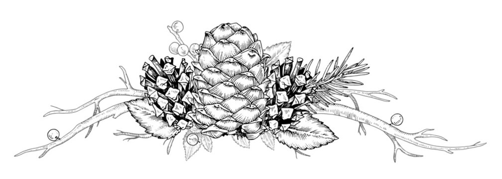 Winter forest plants border. Vector illustration of pine cone and fir branch. Hand drawn on transparent isolated background. Outline sketch of wood and leaves. Black contour line art