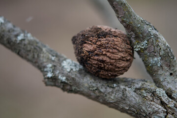 close up of a branch of a tree with a nut wedge between