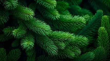 Obraz premium Green fir tree macro winter texture background.