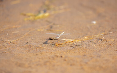 A dragonfly sits on the sand by the river. Beautiful nature scene with dragonfly outdoors, wildlife.