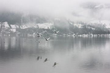 Obraz na płótnie Canvas Winter landscape. A flock of swans flies over the lake.