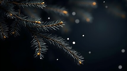 Fototapeta premium Green fir tree winter black minimal background.