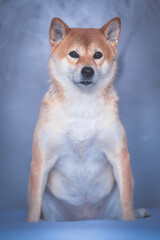 Portrait of a Shiba Inu dog isolated