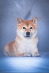 Portrait of a Shiba Inu dog isolated