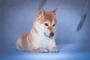 Portrait of a Shiba Inu dog isolated