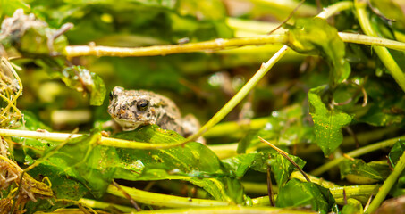 The frog sits on algae in the pond. Beautiful wildlife landscape with place for text. The concept of protecting wildlife and ecology.