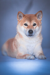 Portrait of a Shiba Inu dog isolated