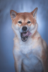 Portrait of a Shiba Inu dog isolated