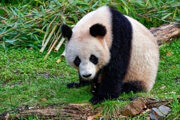 Fototapeta premium Großer Panda