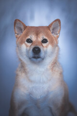 Portrait of a Shiba Inu dog isolated