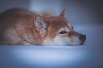 Portrait of a Shiba Inu dog isolated
